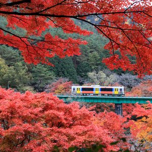 De belles feuilles d'érable (momiji) avec un train courant au parc Yamatsuriyama dans la préfecture de Fukushima, Japon