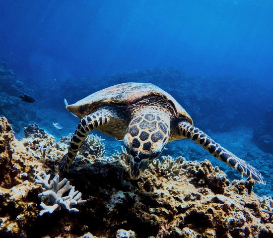 Observation des tortues lors d'un plongée à Okinawa, Japon